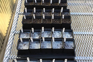 Pots with soil in greenhouse