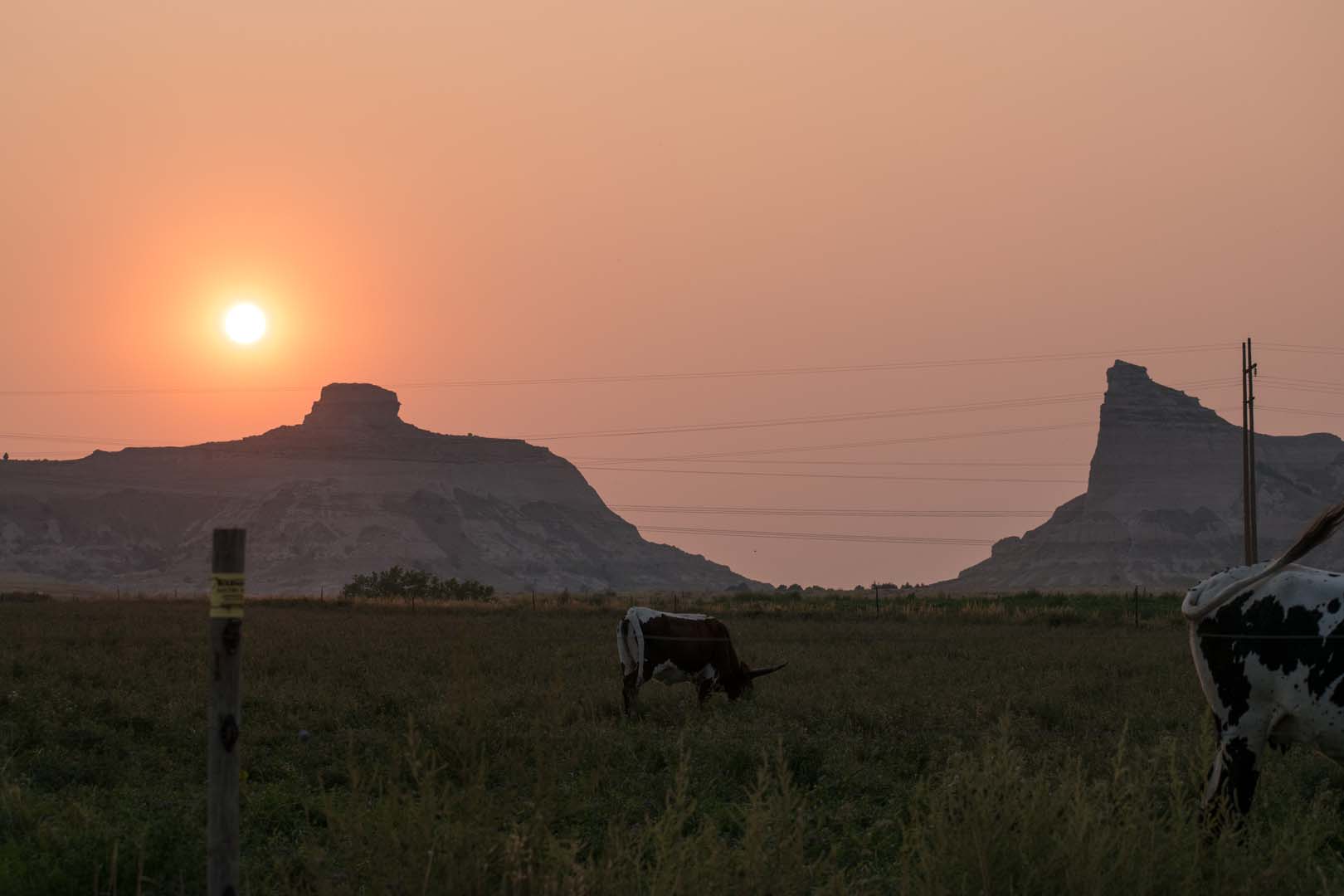 Cows in field with sun in sky