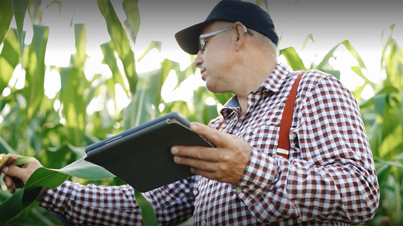 Farmer looking at crops in field