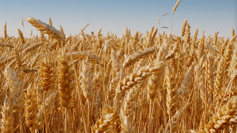 Wheat field