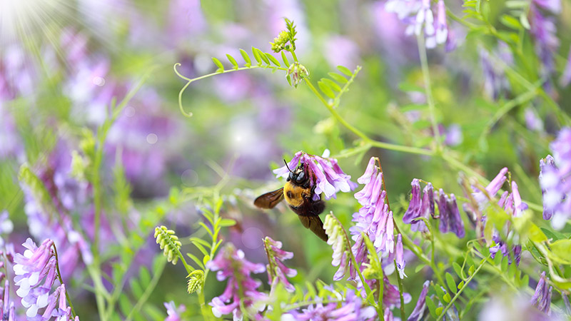 Bumble bee in field of flowers