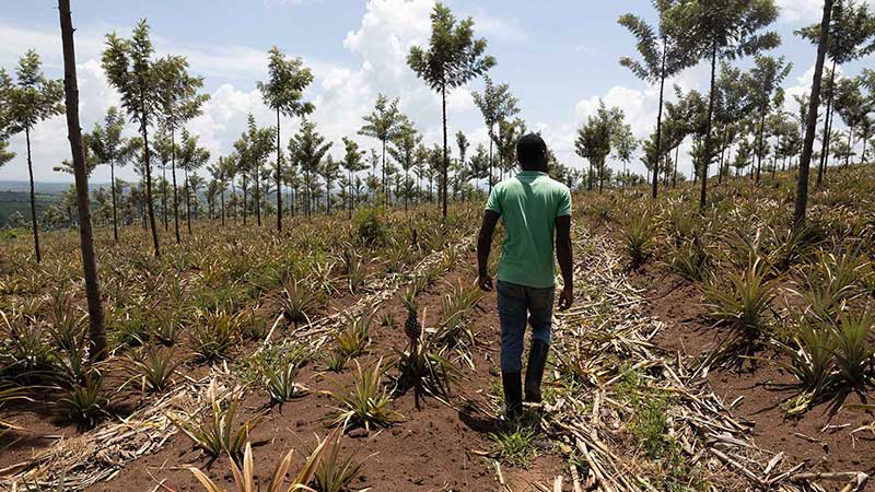 Person walking in field