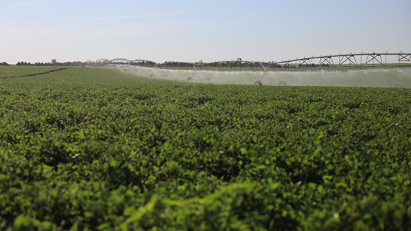 Center pivot running in field