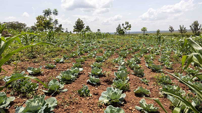 Plants growing in field