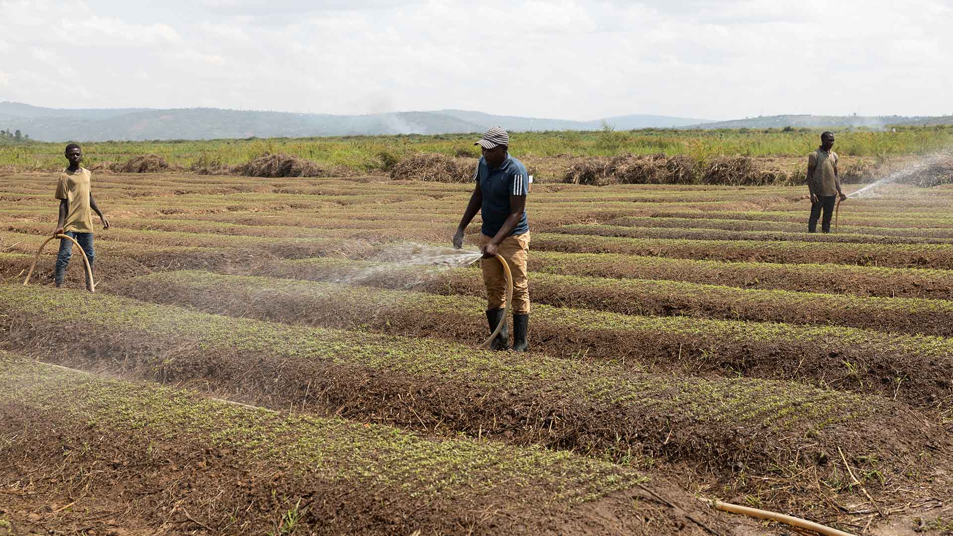 People watering field by hand