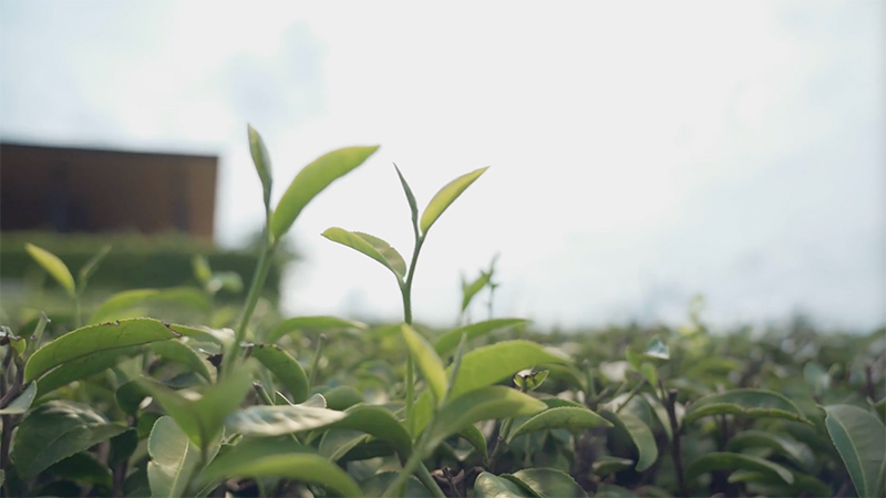 Plants growing in field