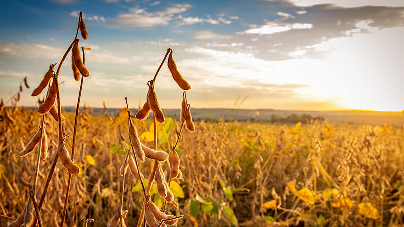 Soybean growing in field