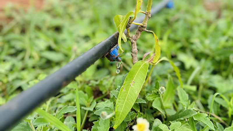 Drip irrigation in field
