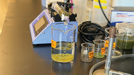 Clear container with liquid and green dots on bottom