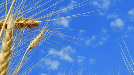 Wheat in field